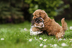 playing Havanese puppies