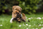 playing Havanese puppies