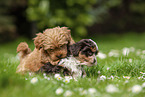 playing Havanese puppies