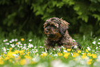sitting Havanese Puppy