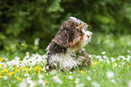 sitting Havanese Puppy