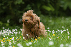 sitting Havanese Puppy