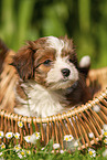 Havanese Puppy in a basket