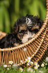 Havanese Puppy in a basket