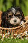 Havanese Puppy in a basket