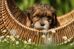 Havanese Puppy in a basket