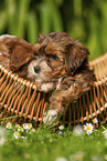 Havanese Puppy in a basket