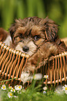 Havanese Puppy in a basket