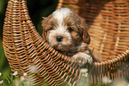 Havanese Puppy in a basket