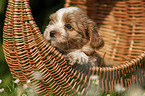 Havanese Puppy in a basket