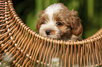 Havanese Puppy in a basket