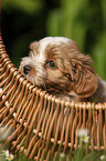 Havanese Puppy in a basket