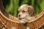 Havanese Puppy in a basket