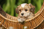 Havanese Puppy in a basket