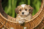 Havanese Puppy in a basket