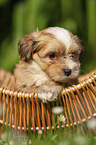 Havanese Puppy in a basket