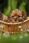 Havanese Puppy in a basket