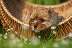 Havanese Puppy in a basket