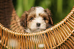 Havanese Puppy in a basket