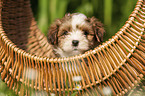 Havanese Puppy in a basket