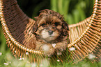 Havanese Puppy in a basket