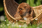 Havanese Puppy in a basket
