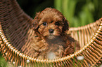 Havanese Puppy in a basket