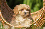 Havanese Puppy in a basket