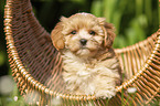 Havanese Puppy in a basket