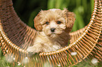 Havanese Puppy in a basket