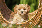 Havanese Puppy in a basket