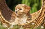 Havanese Puppy in a basket