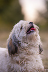 Havanese