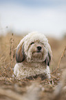 lying Havanese