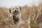 running Havanese
