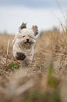 running Havanese