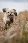running Havanese
