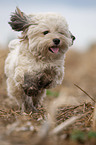 running Havanese