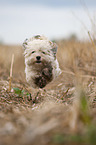 running Havanese
