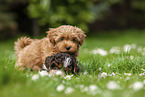 playing Havanese puppies