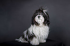 sitting Havanese