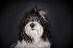 Havanese portrait