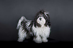 standing Havanese