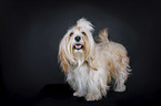 standing Havanese