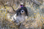 sitting Havanese