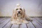 lying Havanese