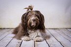 lying Havanese