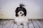 lying Havanese