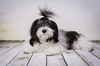 lying Havanese