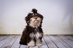 sitting Havanese
